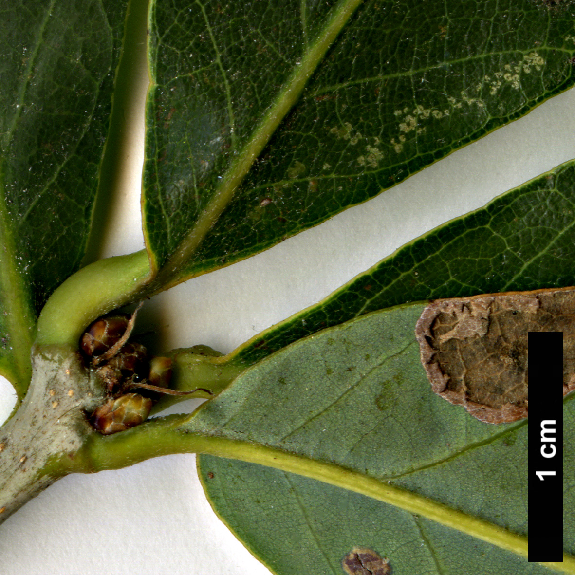 High resolution image: Family: Fagaceae - Genus: Quercus - Taxon: serrata - SpeciesSub: var. brevipetiolata 